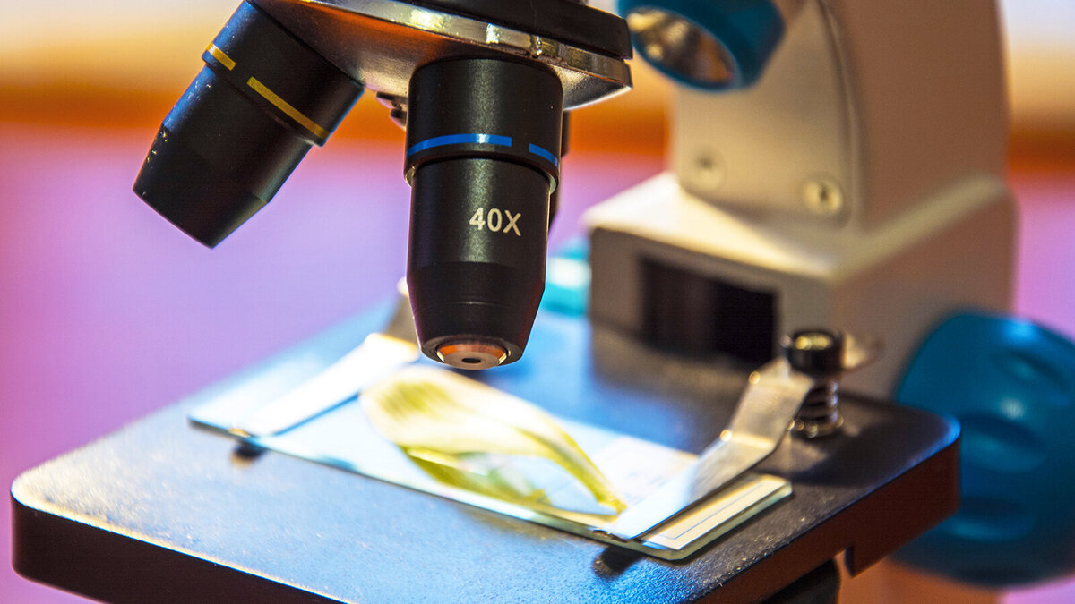 Foto: Daineko Natalia/Shutterstock.com 