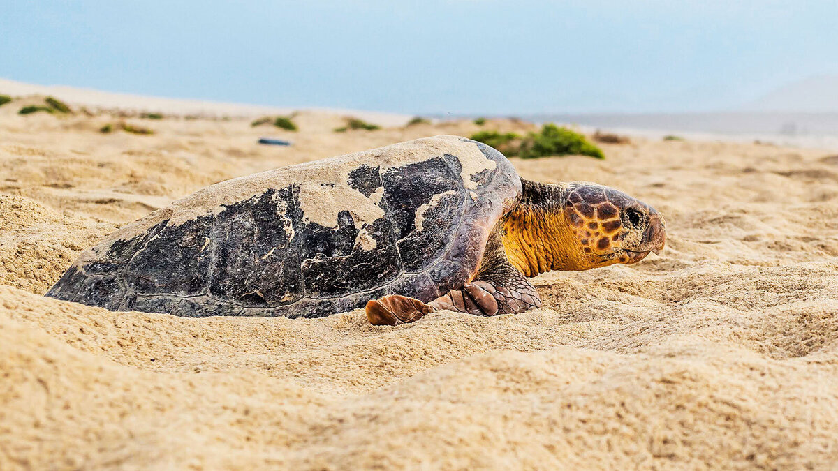 Meeresschildkröten