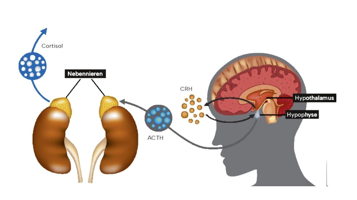 Foto: Sakurra/Shutterstock.com