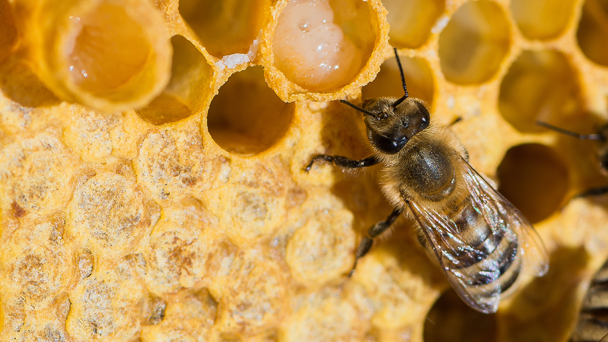 Foto: Mirko Graul/Shutterstock.com