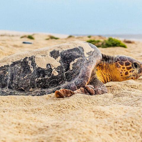 Meeresschildkröten