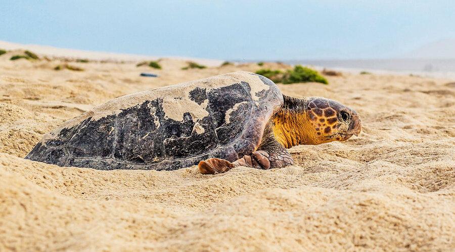 Meeresschildkröten