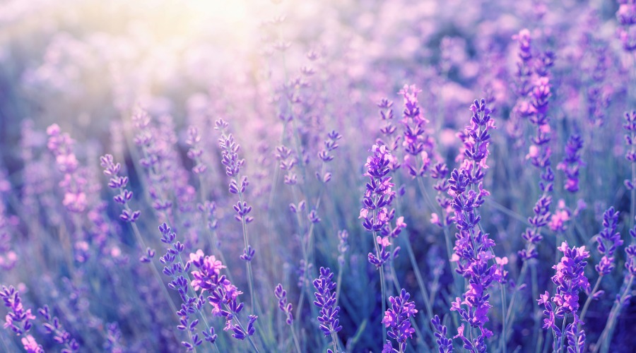 Lavendel ist ein natürlicher Rohstoff, der durch seine antibakterielle Wirkung optimal bei unreiner Haut anwendbar ist. Foto: Kotkoa/Shutterstock.com
