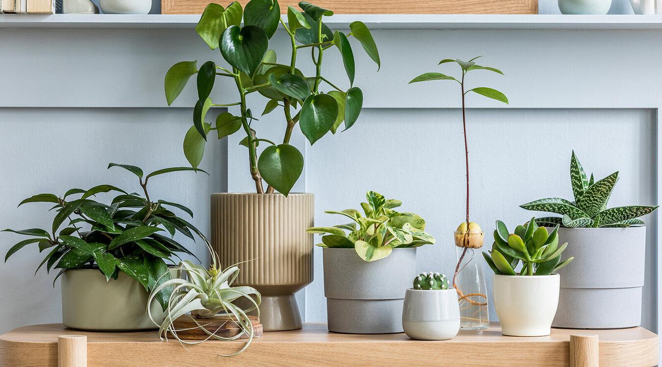 Foto: Followtheflow/Shutterstock.com