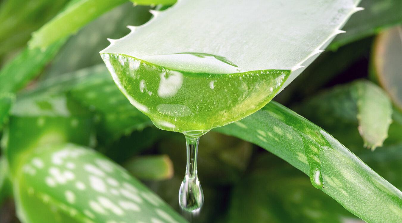 Foto: Valentyn Volkov/Shutterstock.com