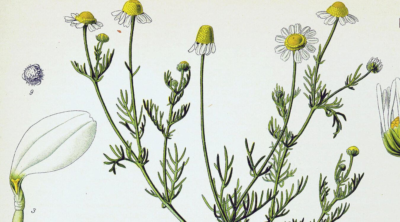 Foto: Franz Eugen Köhler, in Köhler‘s Medizinal-Pflanzen